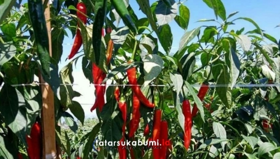 Harga Sayuran di Sukabumi Semakin Anjlok