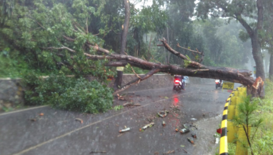 Pohon Tumbang di Jalan Cibadak Palabuhanratu Sempat Tutup Akses Jalan