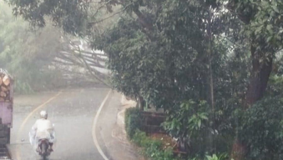 Pohon Tumbang Tutup Akses Jalan Palabuhanratu Sukabumi