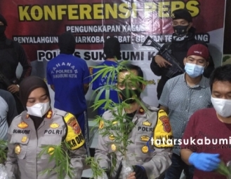 Polisi Bongkar Kasus Penanaman Pohon Ganja di Sukabumi
