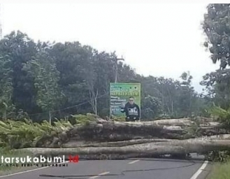 Hujan Angin! Pohon Raksasa Tumbang Tutup Jalan Sukabumi - Palabuhanratu