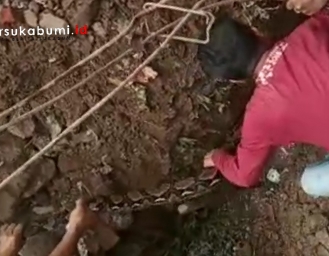 Warga Temukan Ular Piton Besar Pasca Bencana Longsor di Cibadak Sukabumi