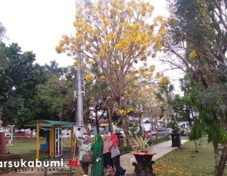Instagramable! Bunga Sakura Bersemi di Alun-alun Kota Sukabumi