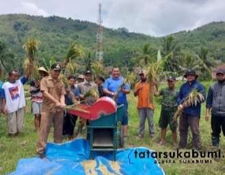 Petani Gunungguruh Sukabumi Sukses Panen 160 Ton Padi Tanpa Pupuk Kimia