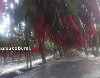 Harga Bumbu dan Sayuran di Sukabumi Bikin Nyesek Petani